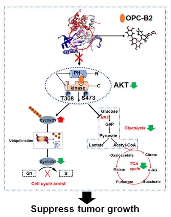 OPC-B2 exerts anticancer effect by inhibiting AKT activity OPC-B2 exerts anticancer effect by inhibiting AKT activity