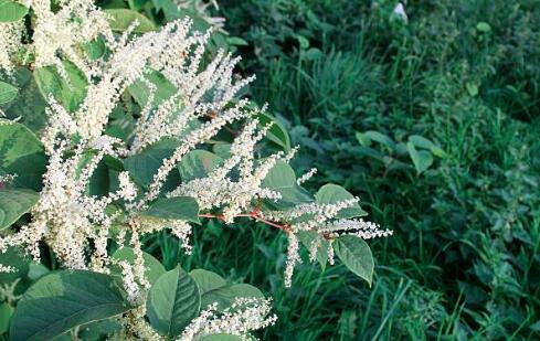 Resveratrol