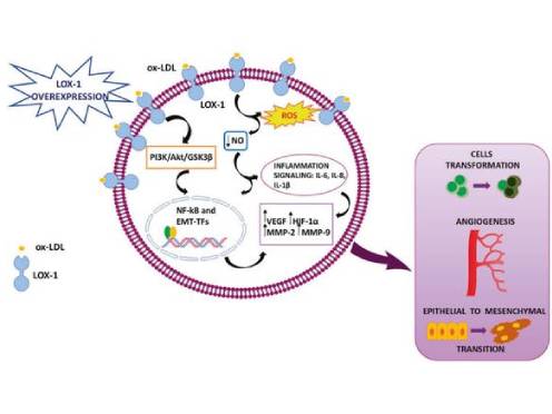 cardiovascular health cardiovascular health