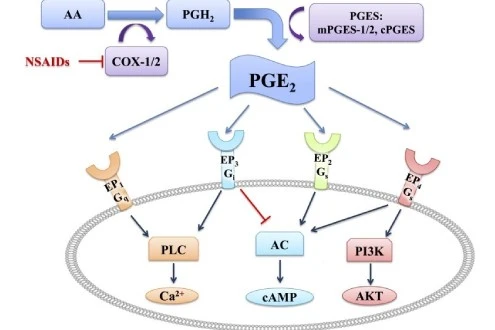 PGE2 PGE2